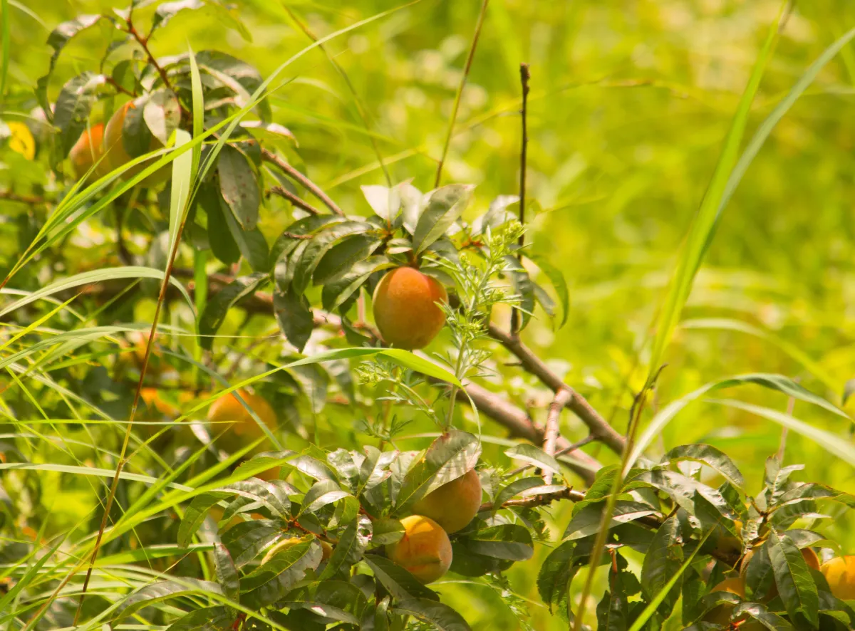 Fruit on the trees in the orchard, Hotel Cloud Inn, Ramgarh, Nainital