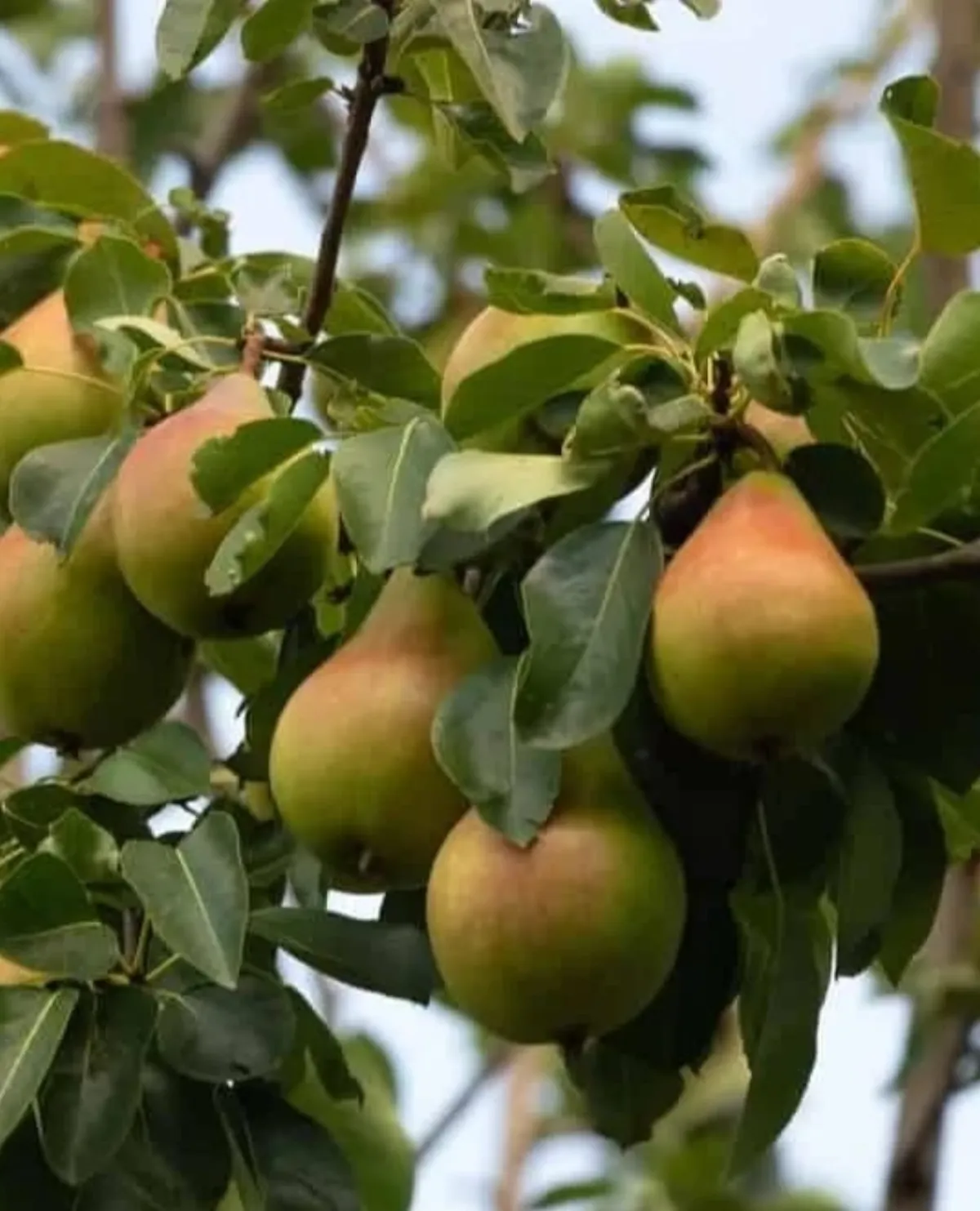 The orchard on the property, Hotel Cloud Inn, Ramgarh, Nainital (2 of 2)