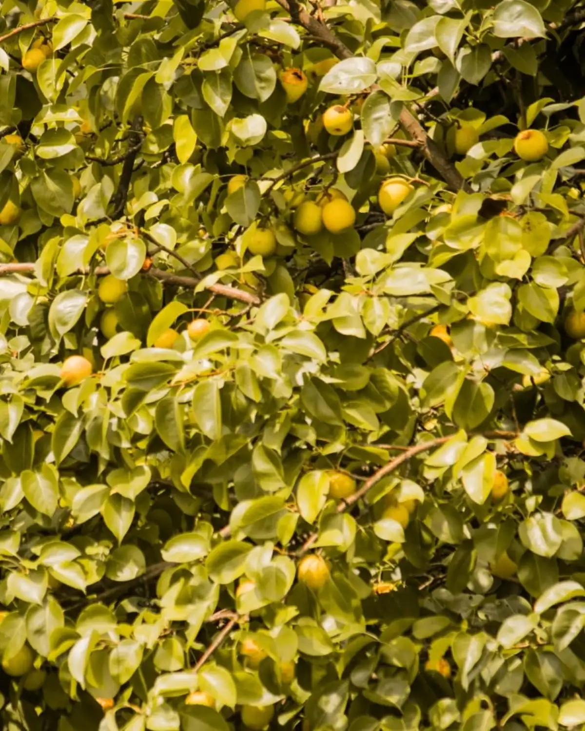 Fruit on the trees in the orchard, Hotel Cloud Inn, Ramgarh, Nainital