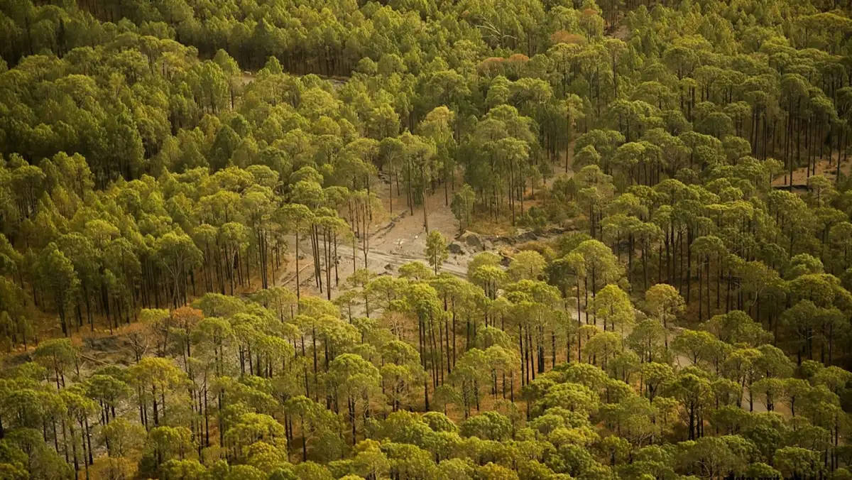 A pine forest trail near the property